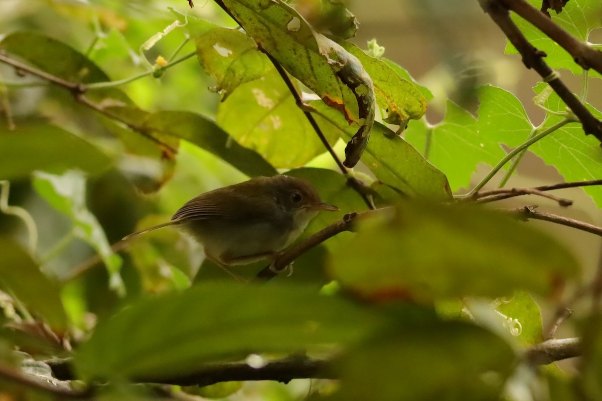 Common Tailorbird - ML638310365