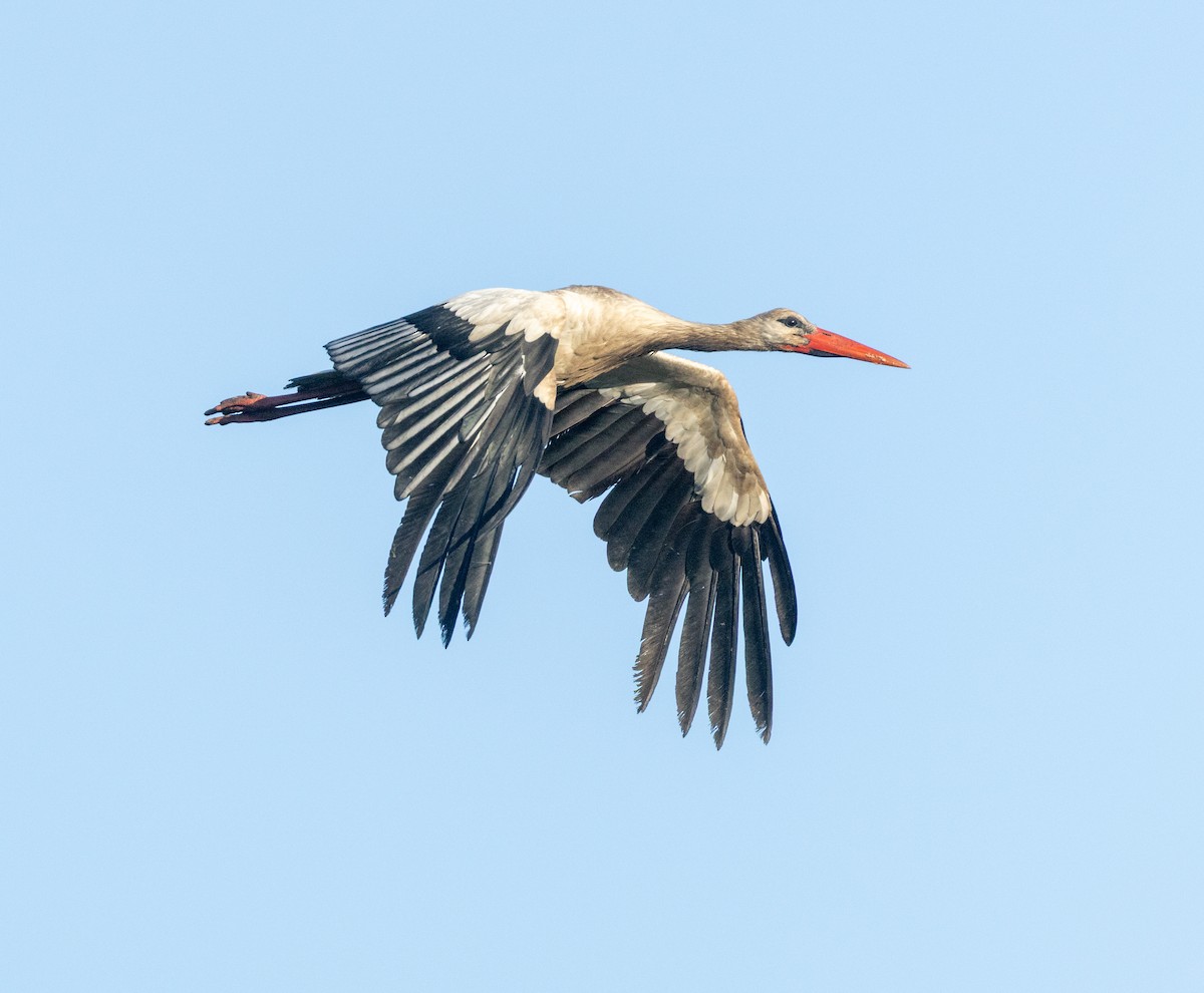 stork - ML638310375