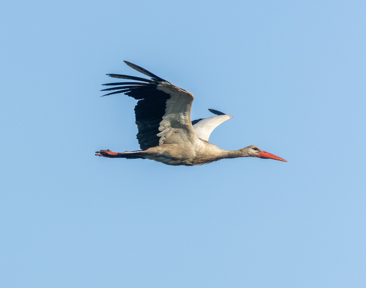 stork - ML638310376