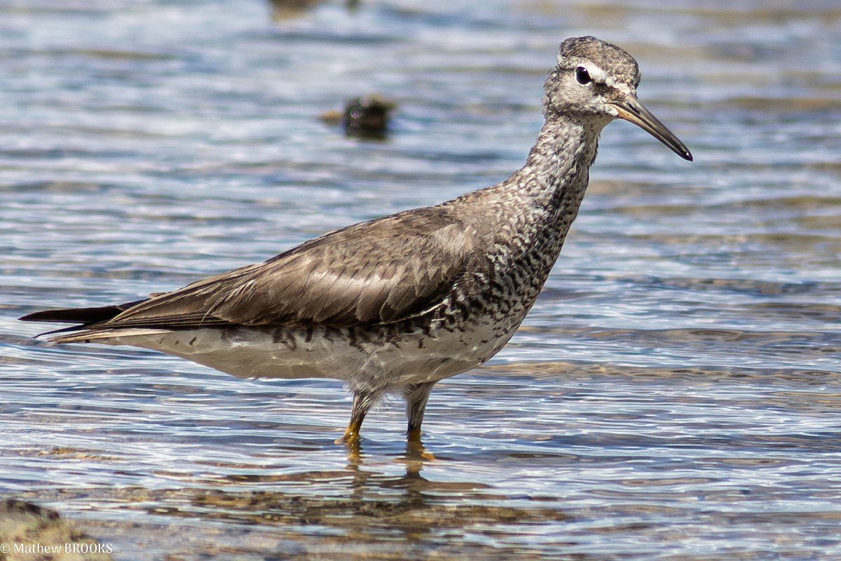sibirvandresnipe - ML638310379