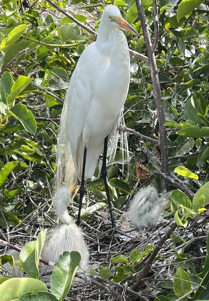 egretthegre (egretta) - ML638310399