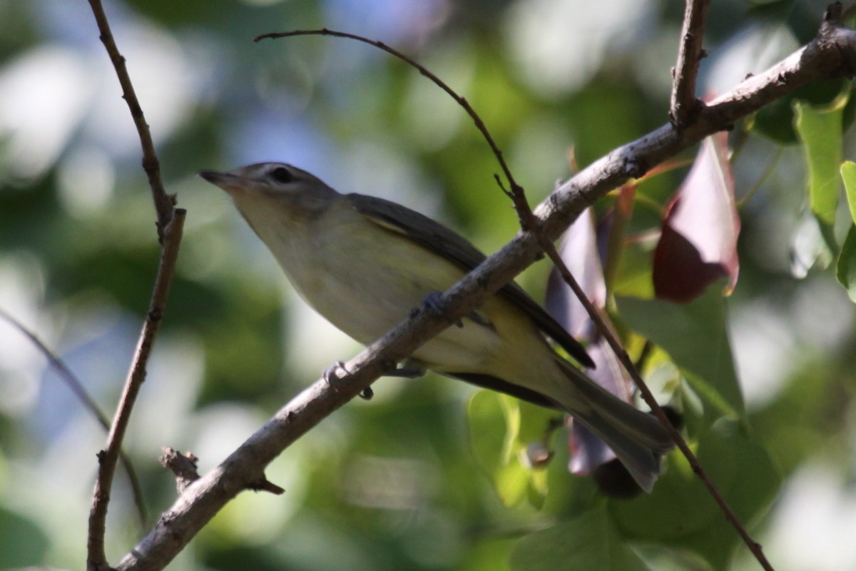 Warbling Vireo - ML638310407
