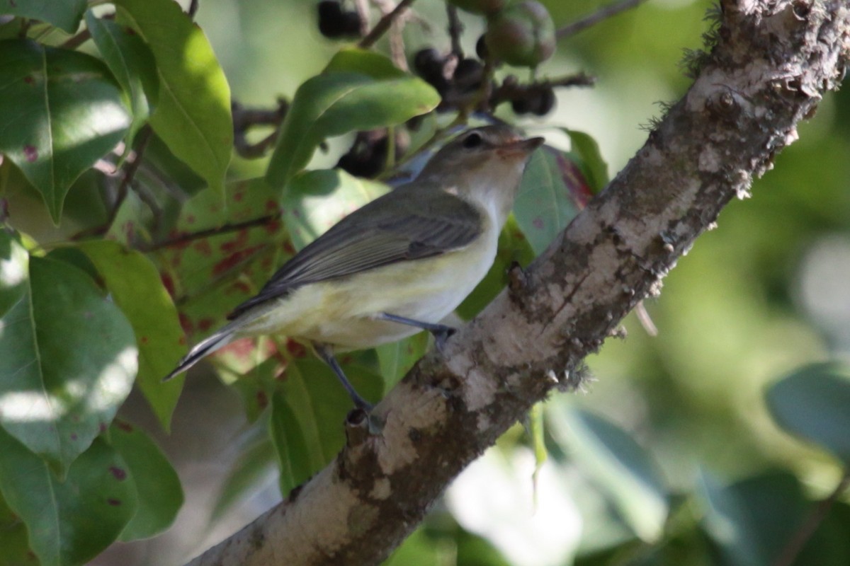 Warbling Vireo - ML638310408