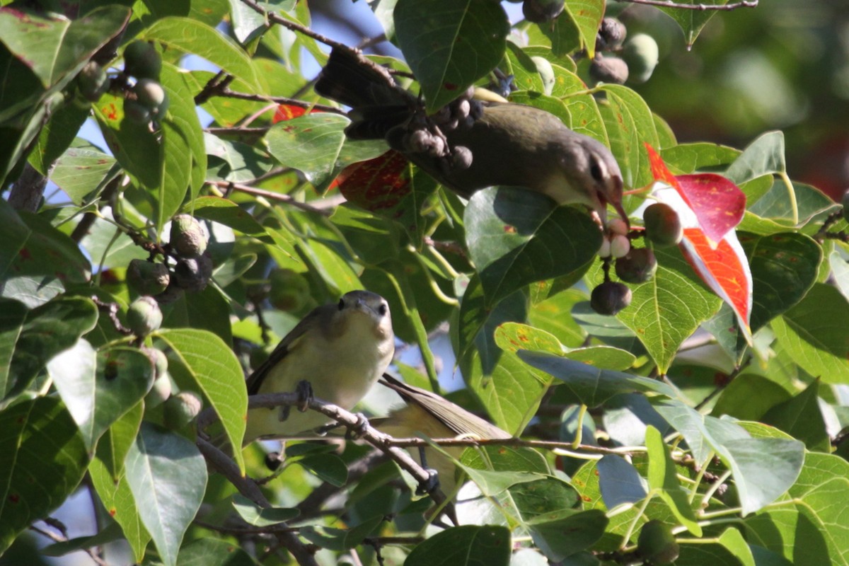 Warbling Vireo - ML638310409
