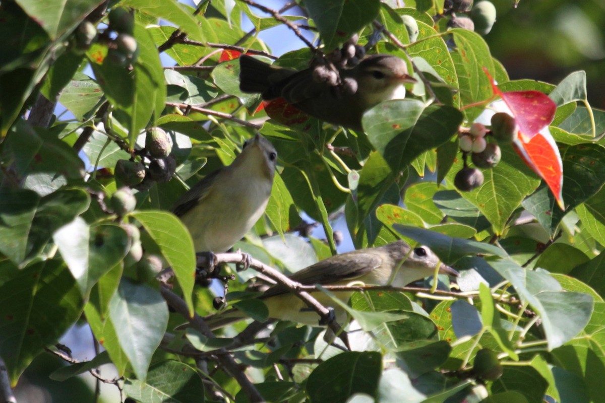 Warbling Vireo - ML638310410
