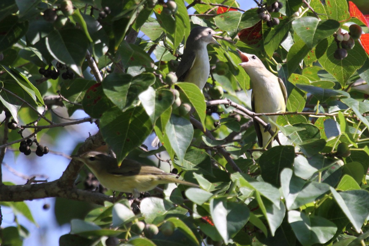 Warbling Vireo - ML638310411