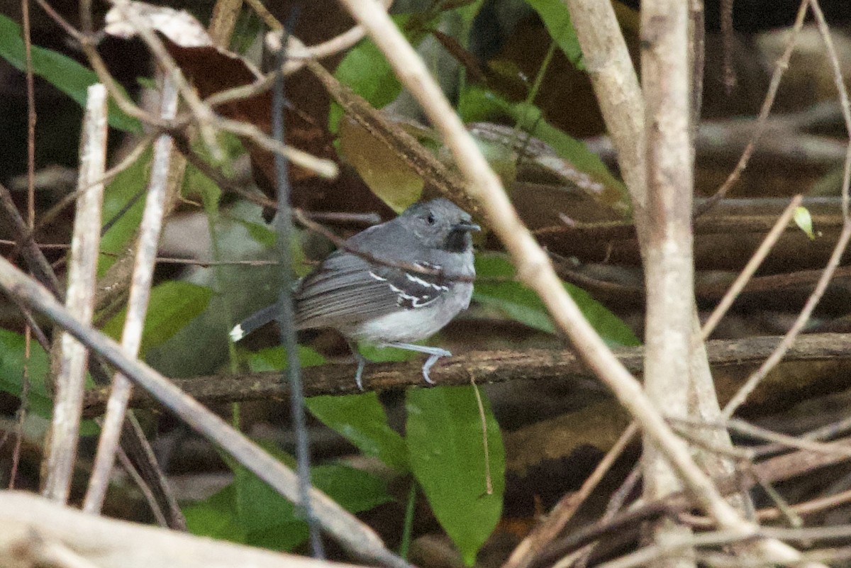 Band-tailed Antbird - ML638310415