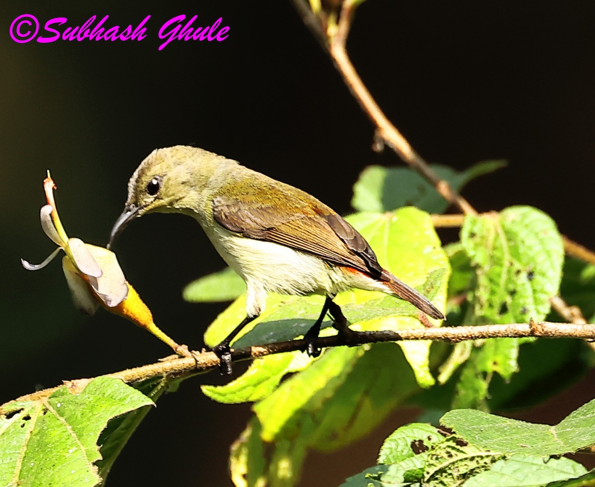 Crimson-backed Sunbird - ML638310435