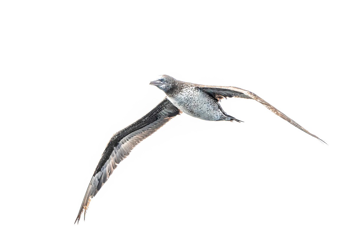 Northern Gannet - ML638310442