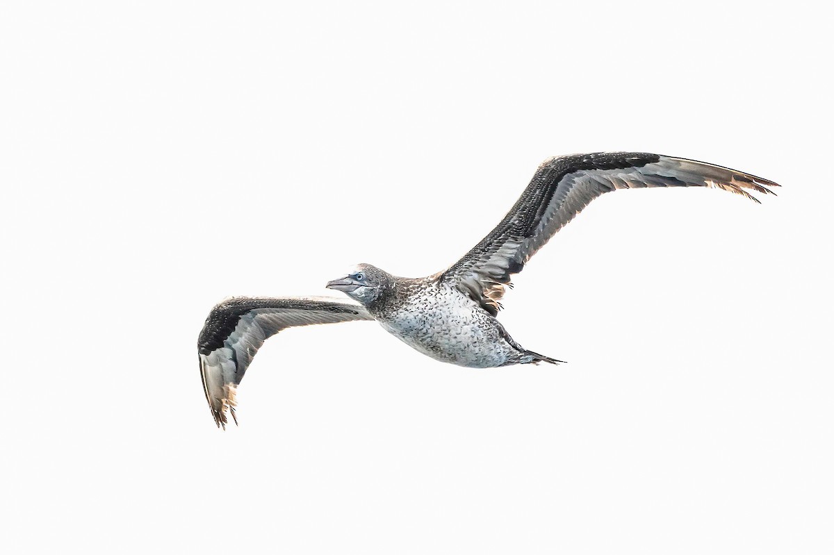 Northern Gannet - ML638310443