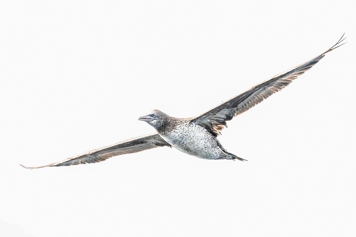 Northern Gannet - ML638310444
