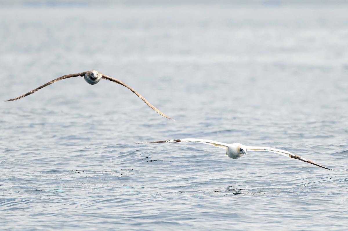 Northern Gannet - ML638310446