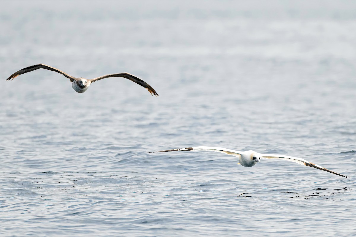 Northern Gannet - ML638310447