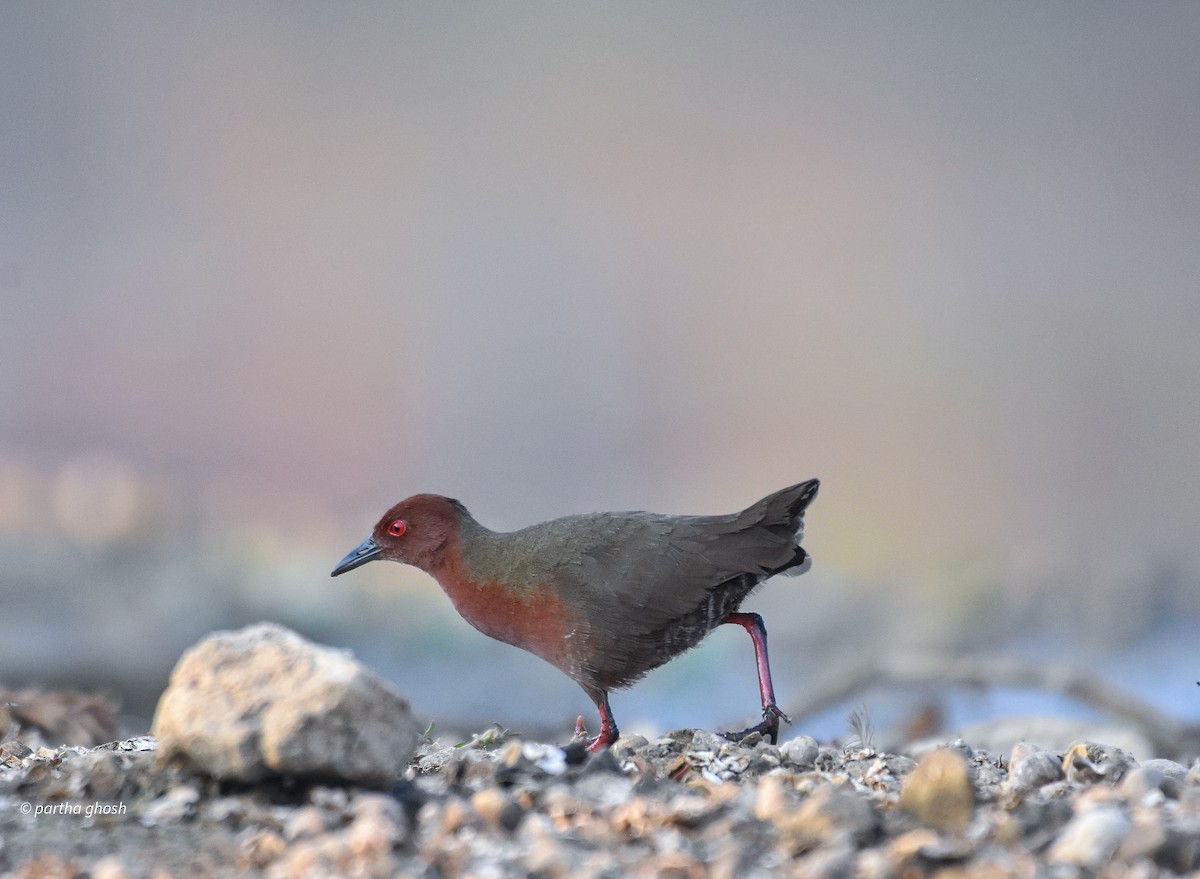 Ruddy-breasted Crake - ML638310449