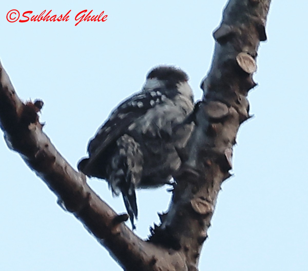 Brown-capped Pygmy Woodpecker - ML638310451