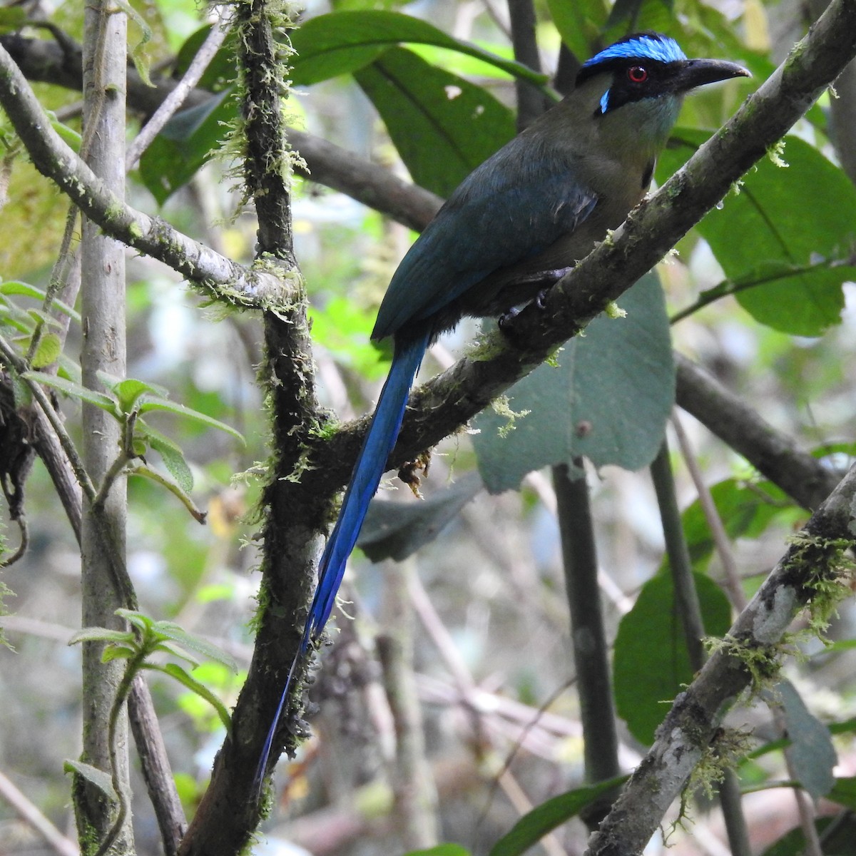 Andean Motmot - ML638310456