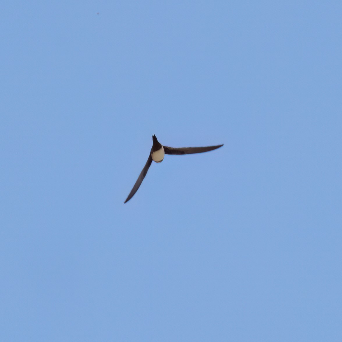 Alpine Swift - ML638310457