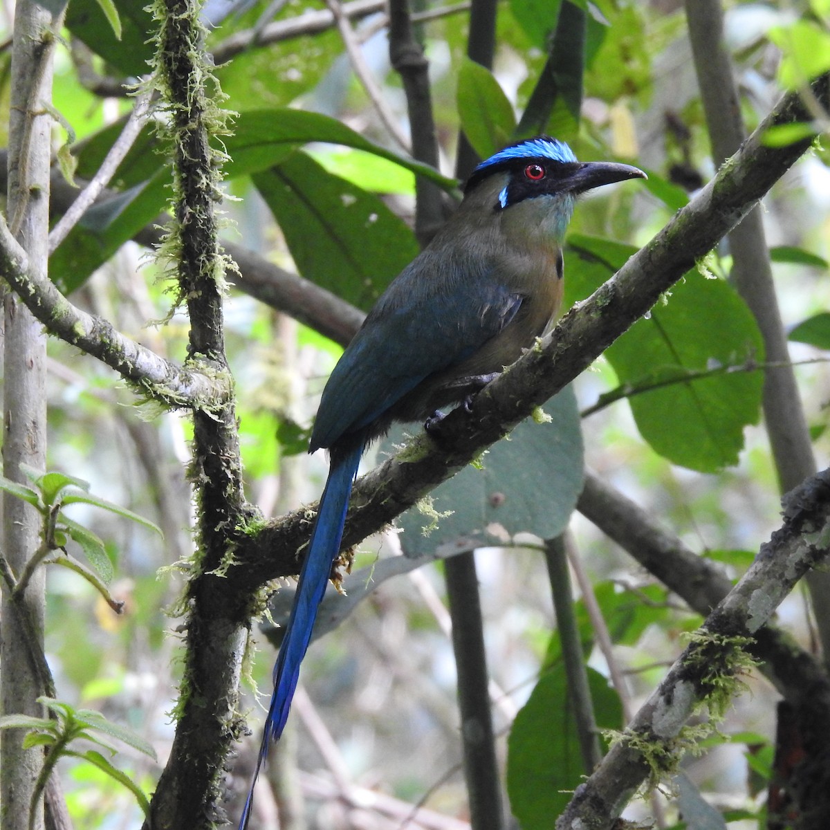 Andean Motmot - ML638310471