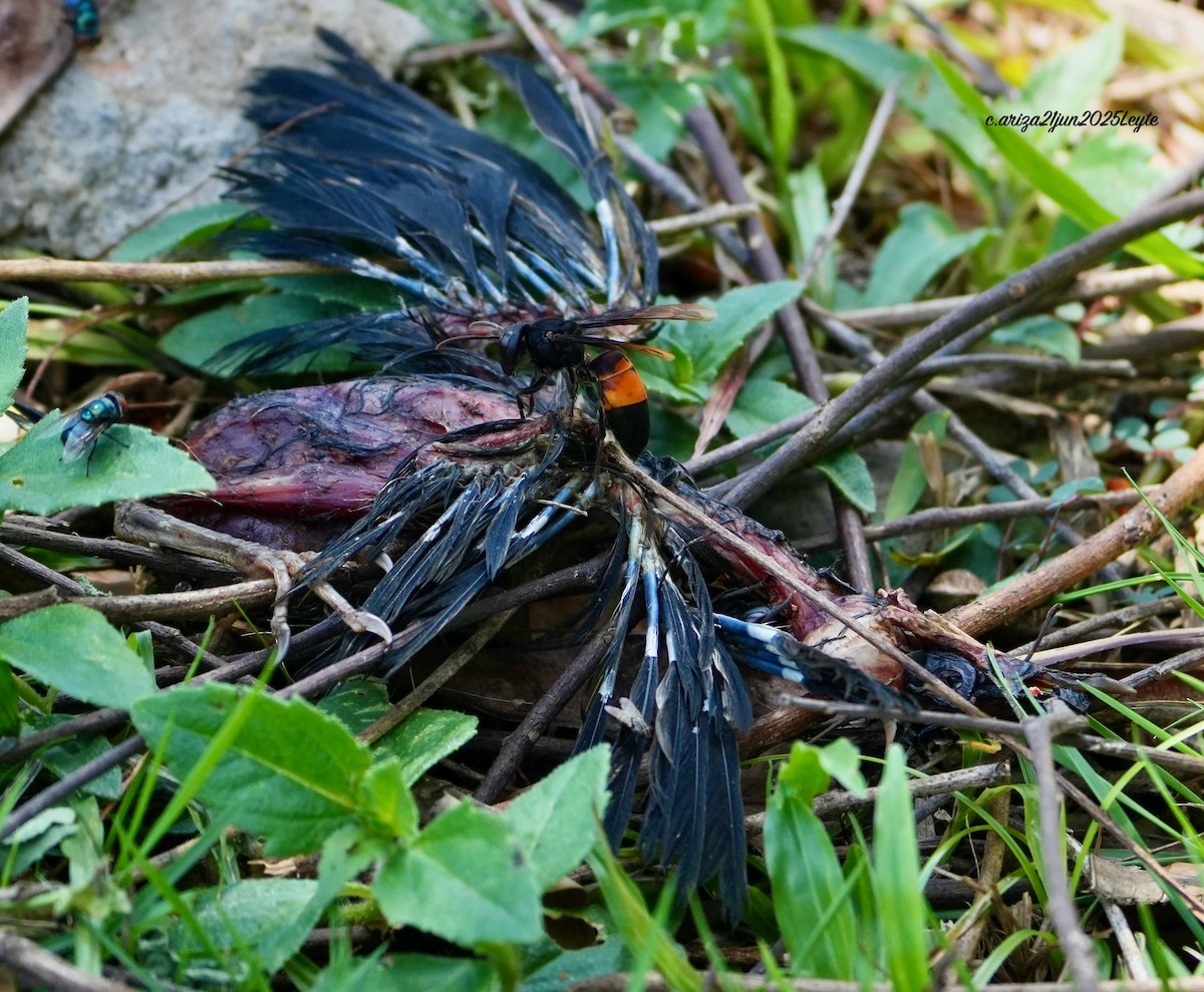 Asian Glossy Starling - ML638310506