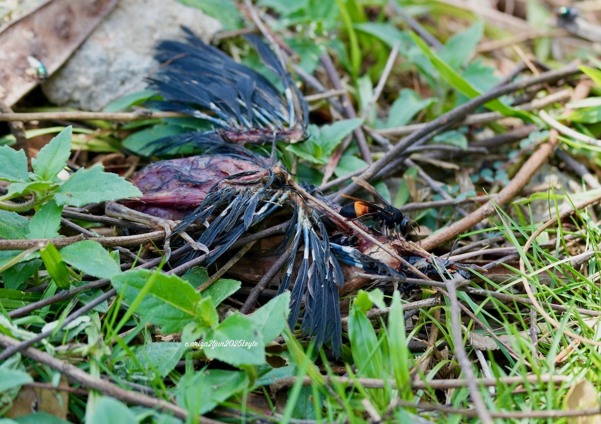Asian Glossy Starling - ML638310507