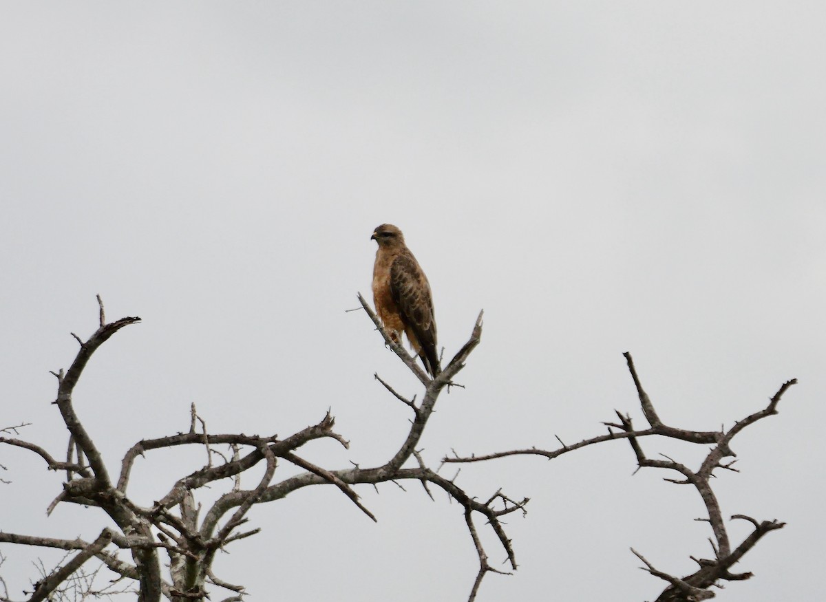 káně lesní (ssp. vulpinus/menetriesi) - ML638310513