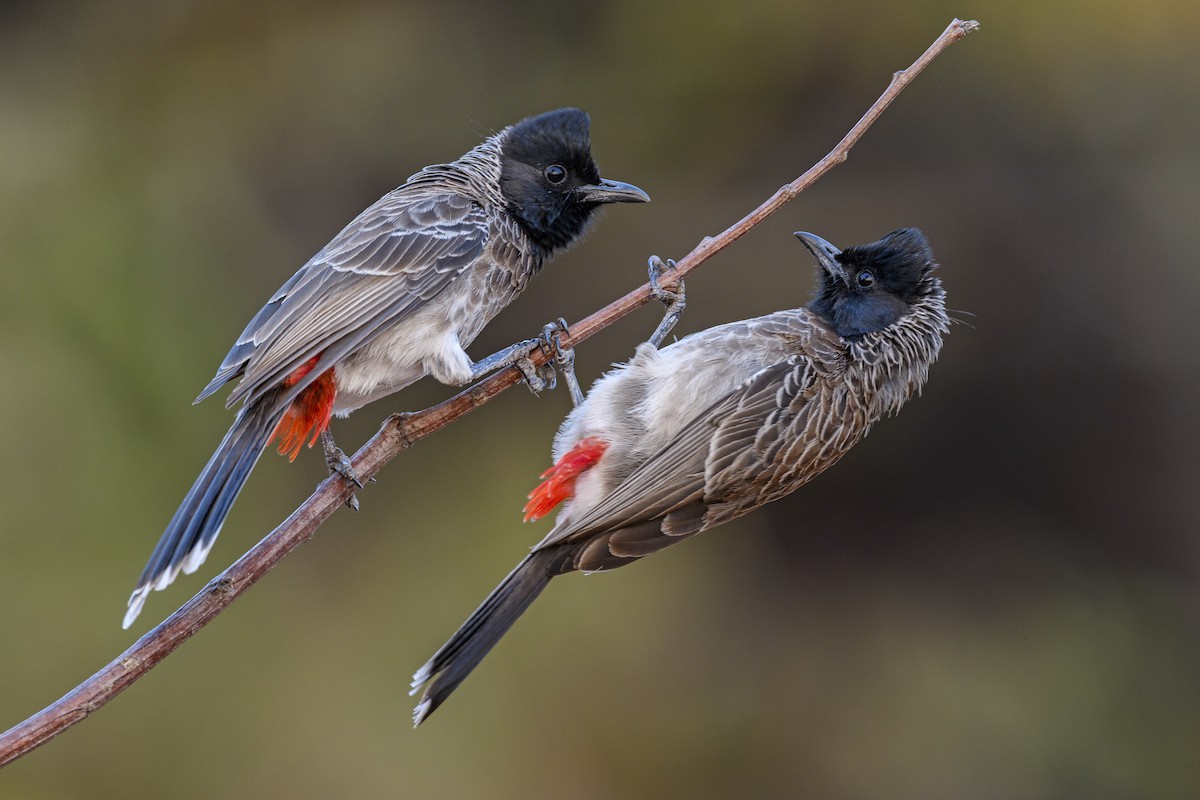Red-vented Bulbul - ML638310514