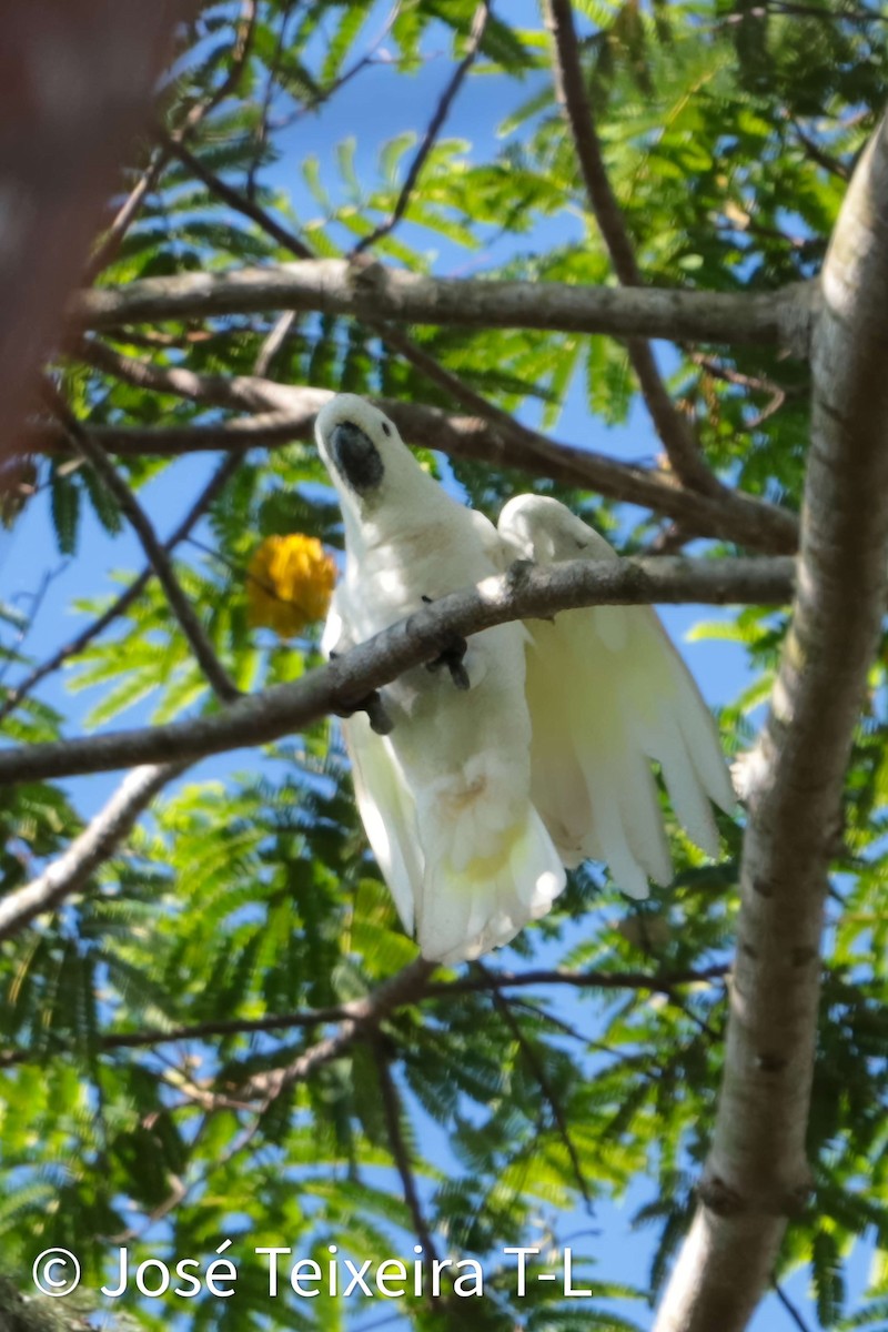 Yellow-crested Cockatoo - ML638310516