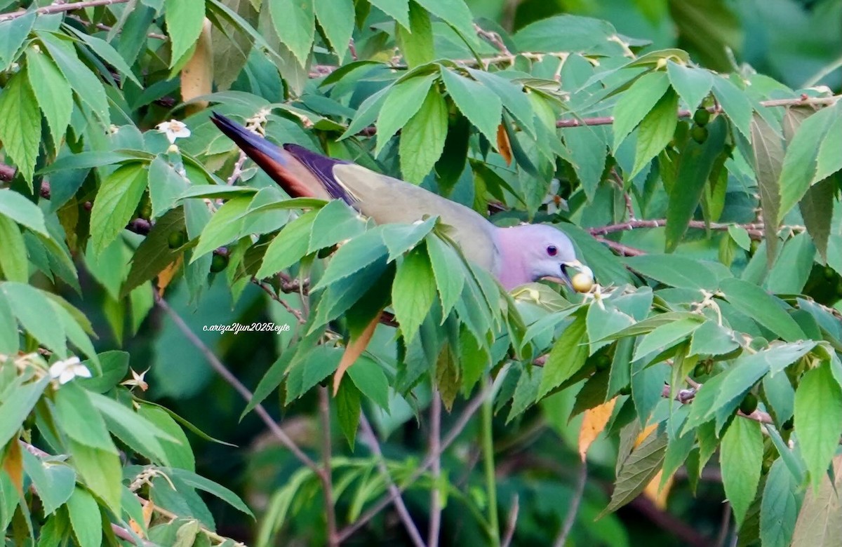 Pink-necked Green-Pigeon - ML638310529