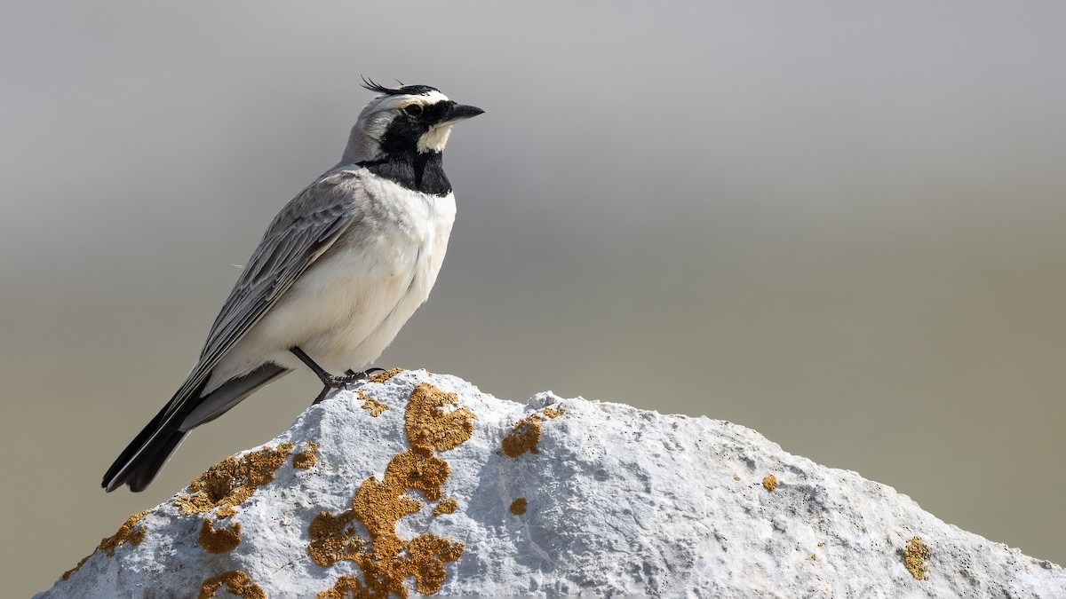 Horned Lark - ML638310533