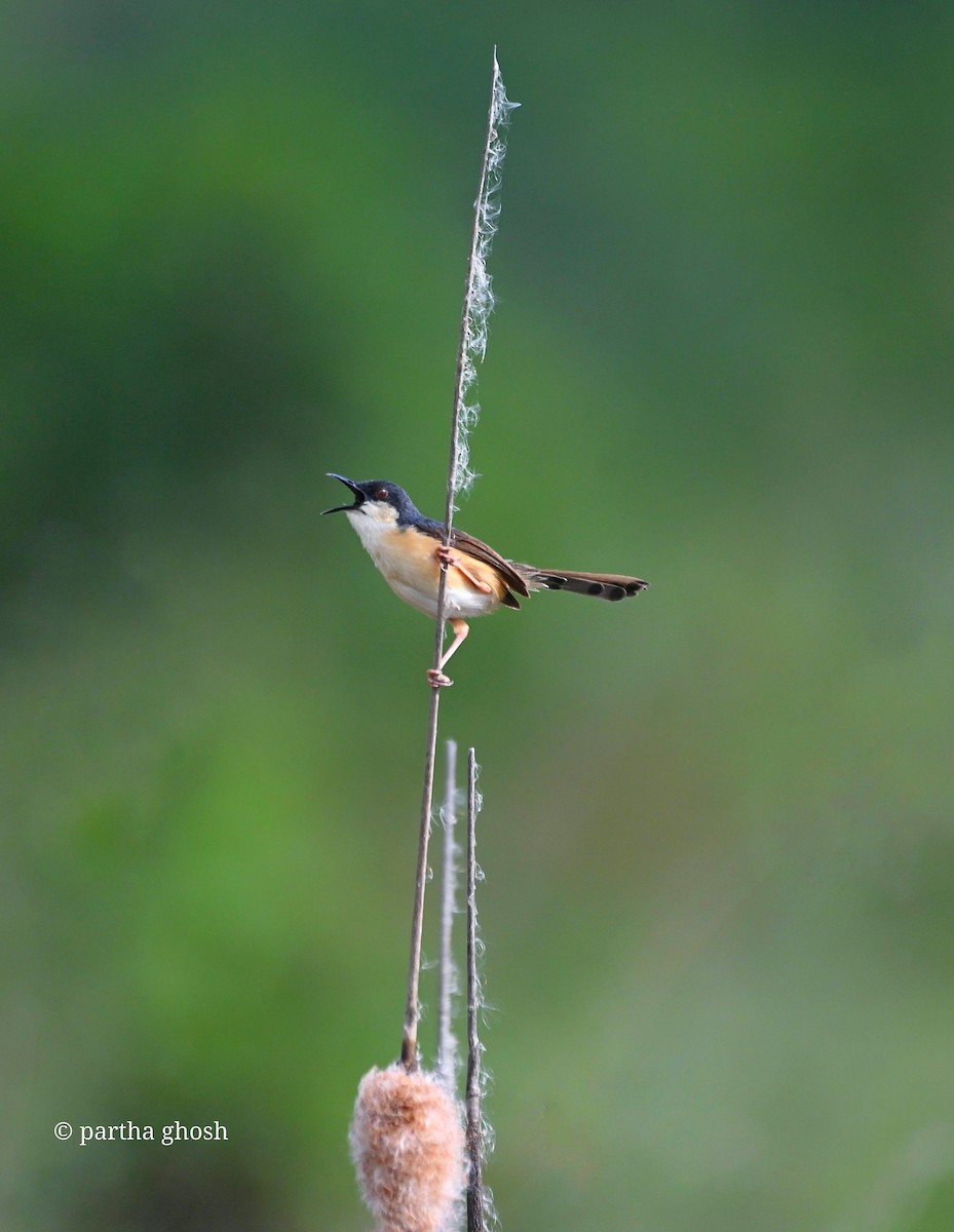 askeprinia - ML638310546