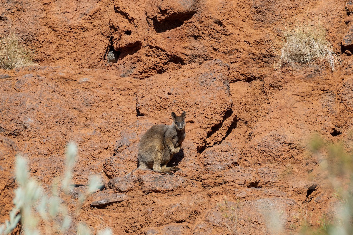 australuglesvale - ML638310548