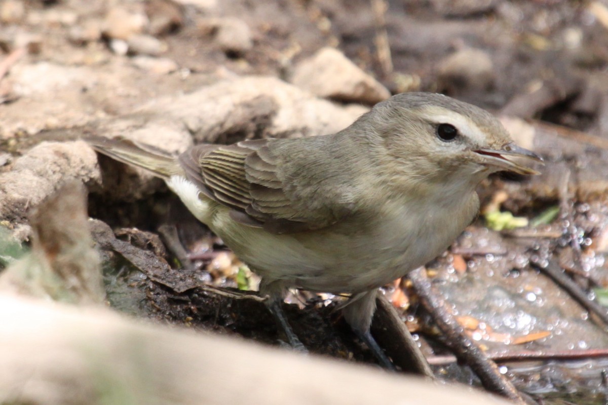 sangvireo - ML638310552