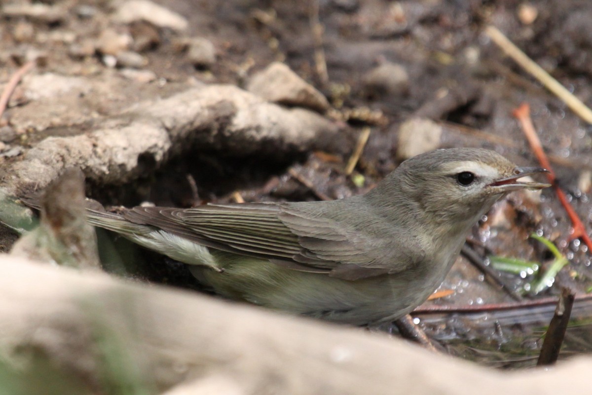 sangvireo - ML638310553