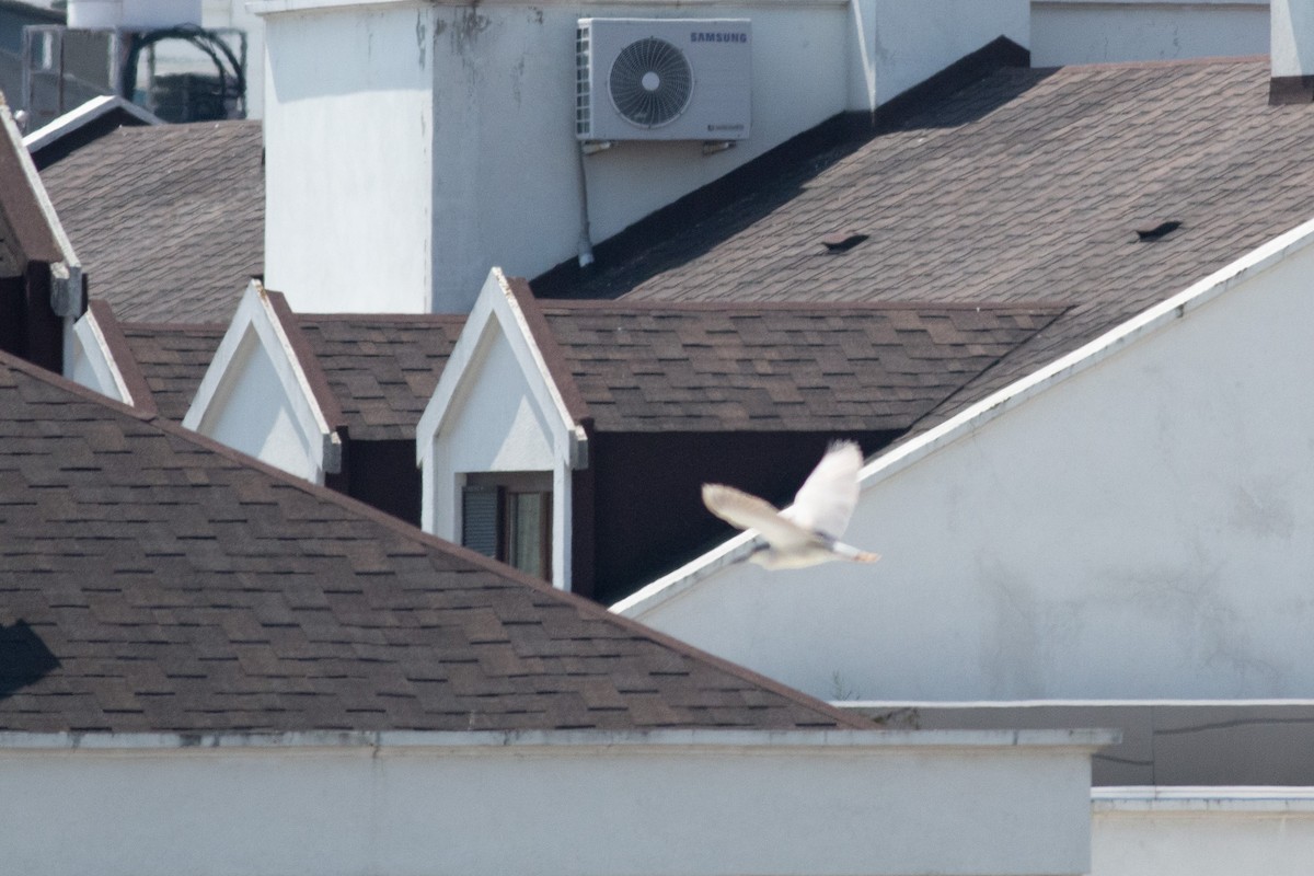 Black-crowned Night Heron - ML638310569