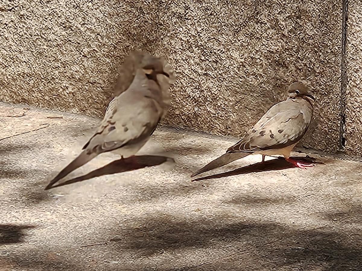 Mourning Dove - ML638310587