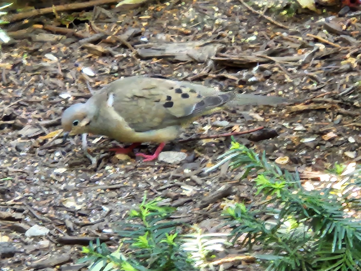 Mourning Dove - ML638310588