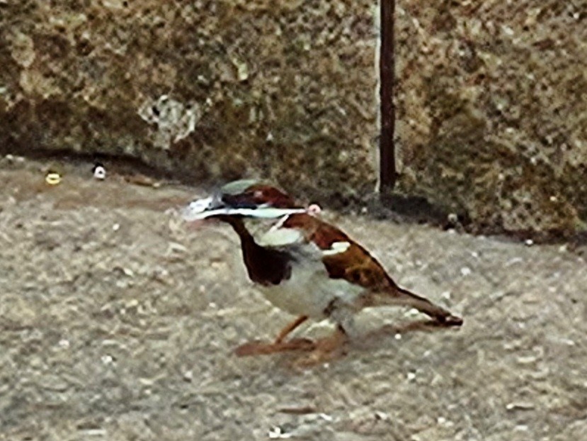 House Sparrow - ML638310590