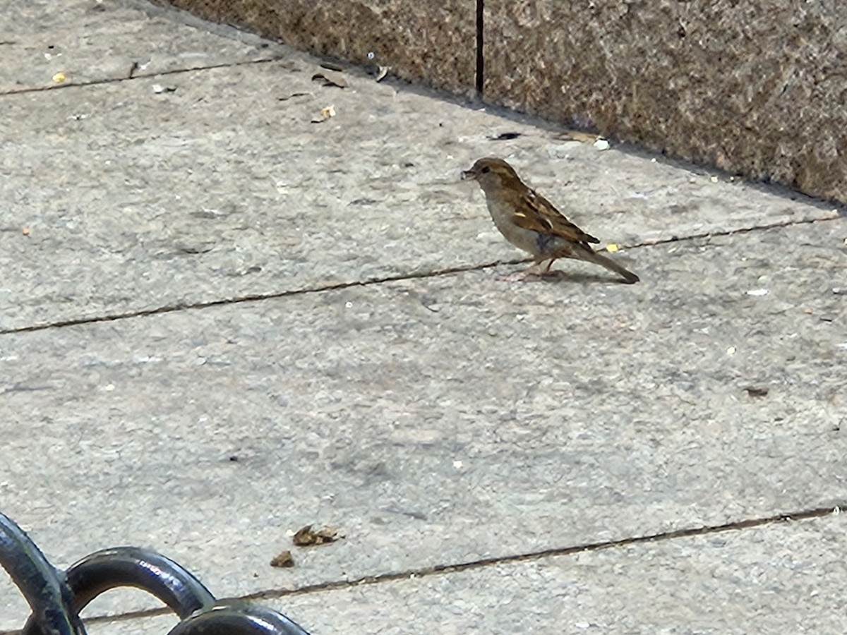 House Sparrow - ML638310591