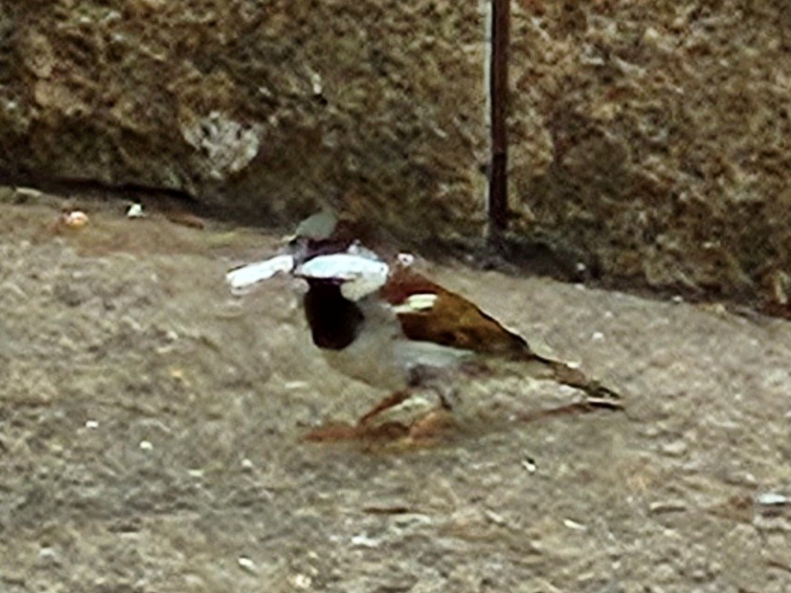 House Sparrow - ML638310592