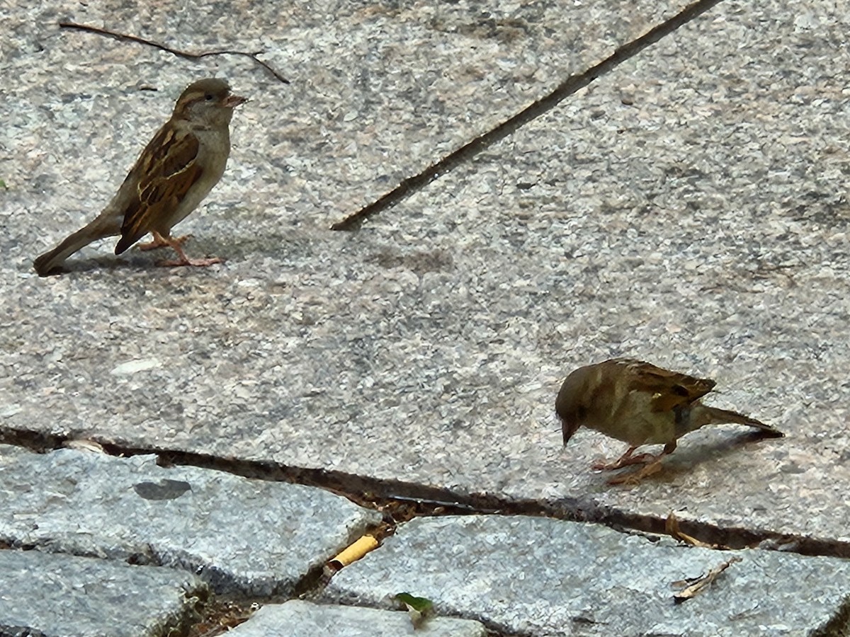 House Sparrow - ML638310593