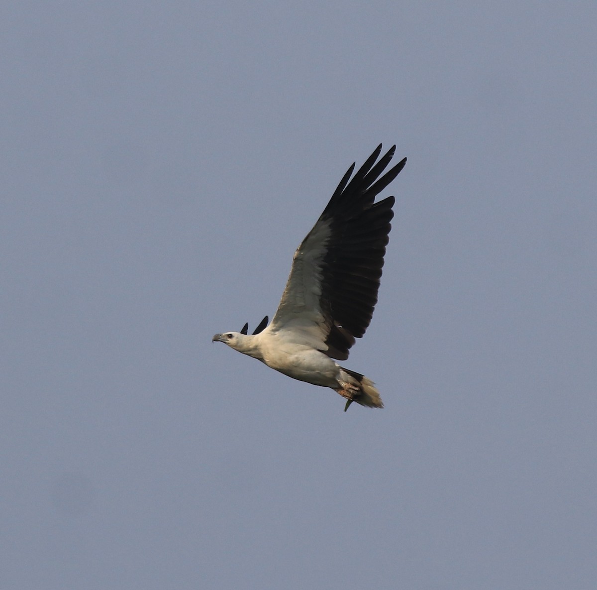 White-bellied Sea-Eagle - ML638310599