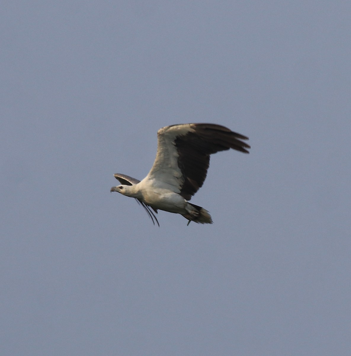 White-bellied Sea-Eagle - ML638310600