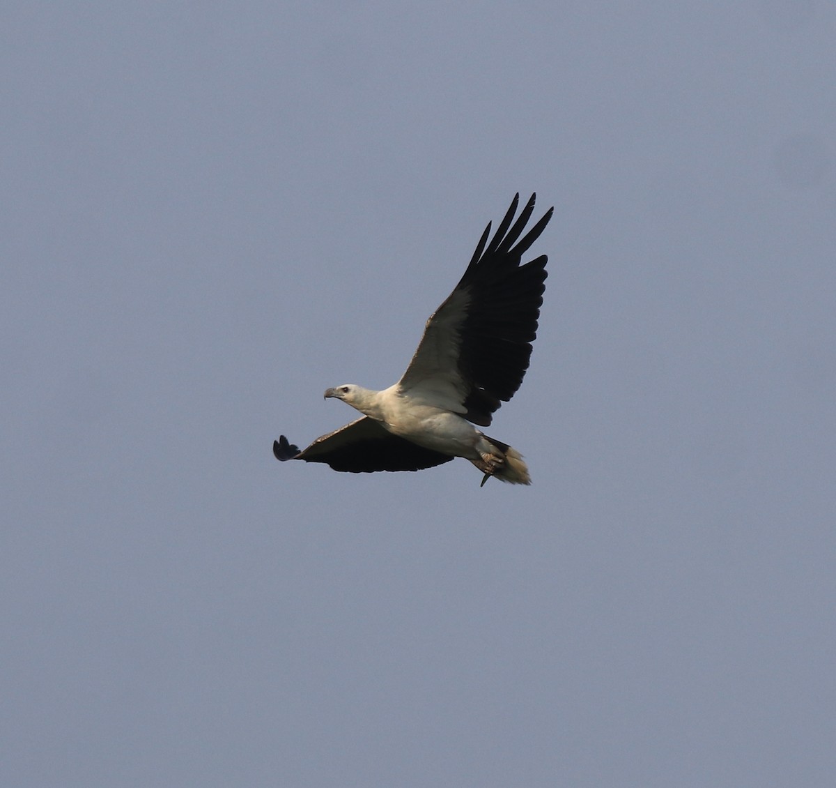 White-bellied Sea-Eagle - ML638310601