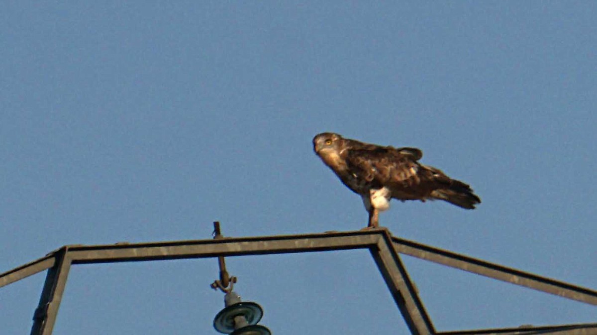 Schlangenadler - ML638310602