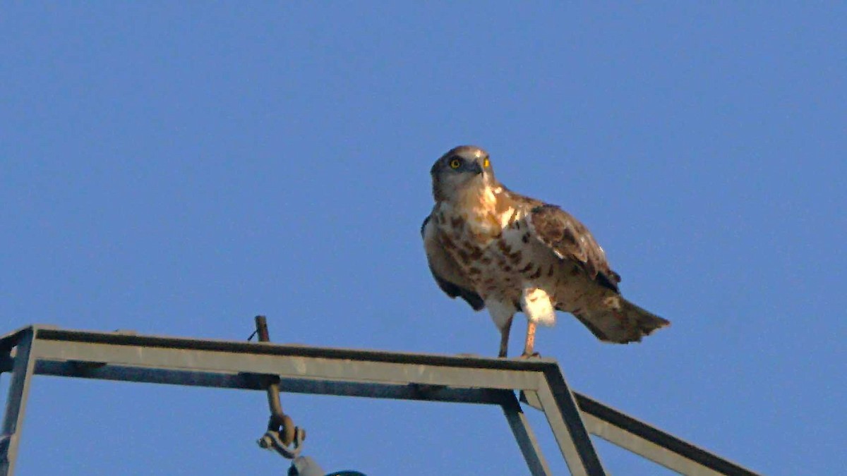 Schlangenadler - ML638310603