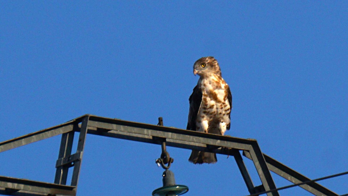 Schlangenadler - ML638310605