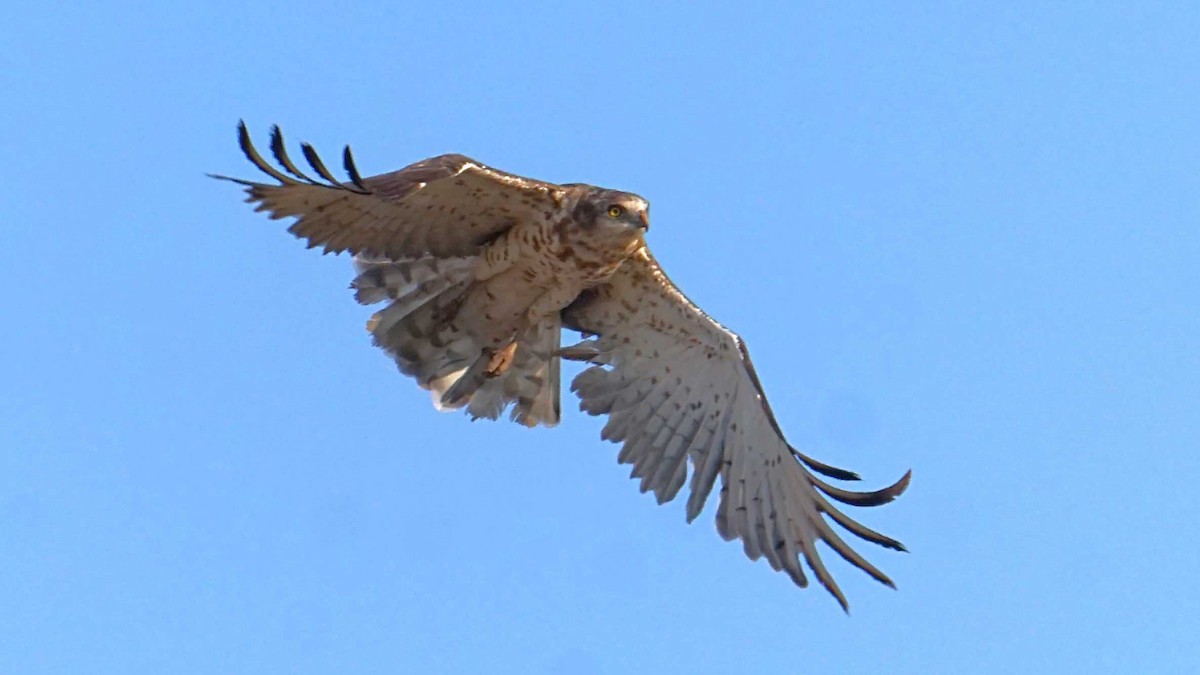 Schlangenadler - ML638310606