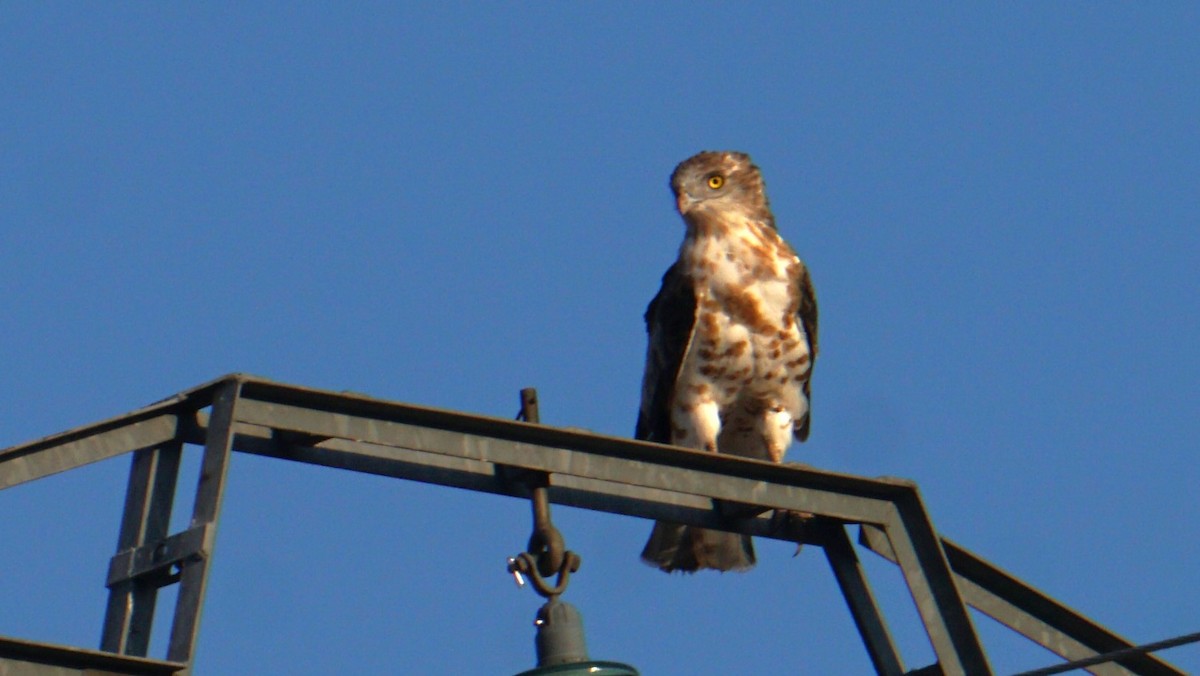 Schlangenadler - ML638310607