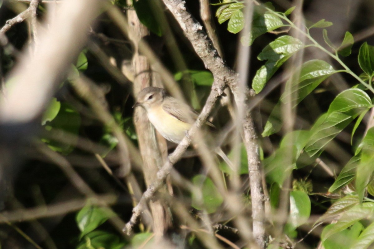 Warbling Vireo - ML638310610