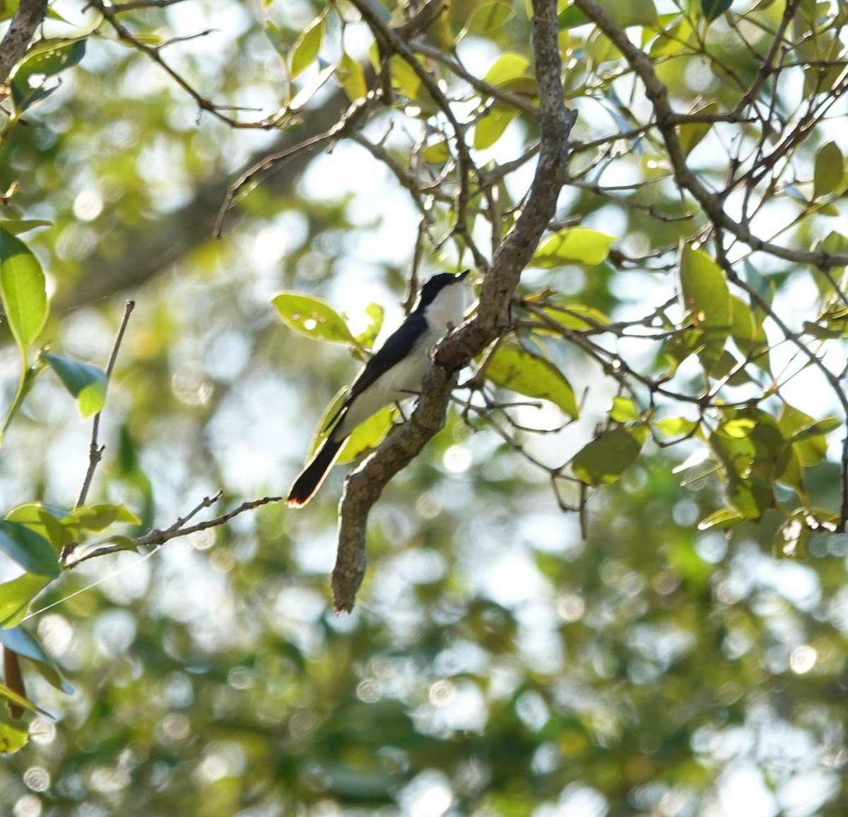 Restless Flycatcher - ML638310611